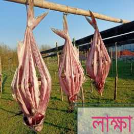 লাক্ষা শুটকি |Laksha dry fish (1000 gram)